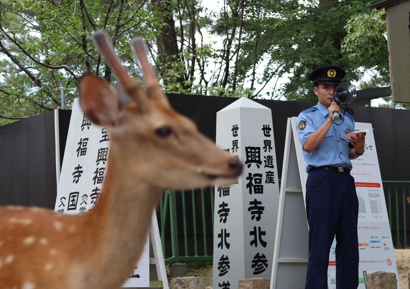 奈良県警、奈良公園の鹿保護強化のため警備を実施　観光客のトラブル増加受け